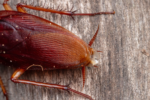 American Cockroach