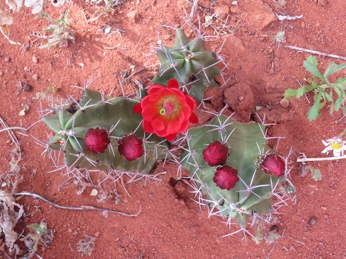 Kingcup Cactus