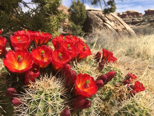 Kingcup Cactus