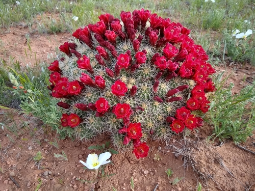 Kingcup Cactus