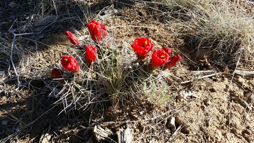 Kingcup Cactus