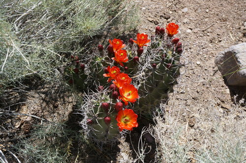 Kingcup Cactus