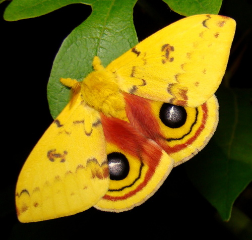 Io Moth