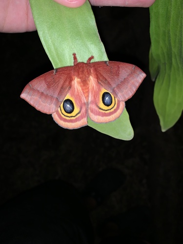Io Moth