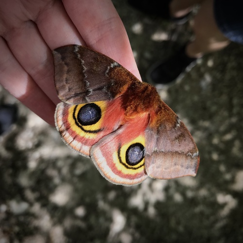 Io Moth