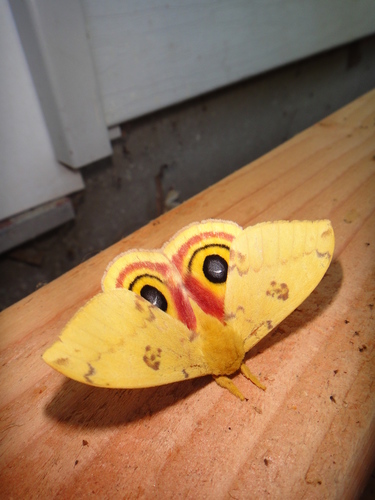 Io Moth