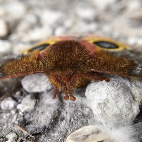 Io Moth