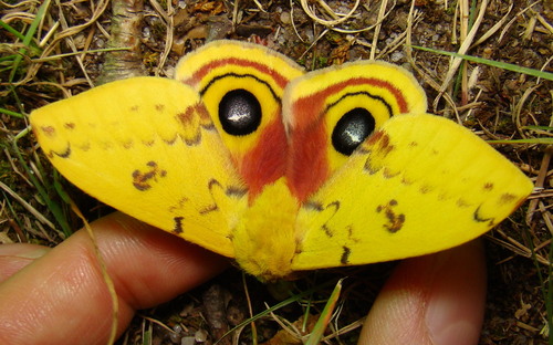 Io Moth