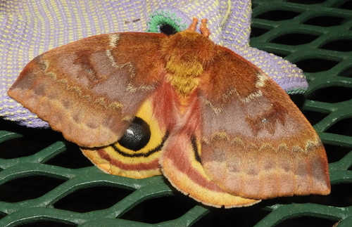 Io Moth