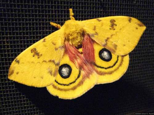 Io Moth
