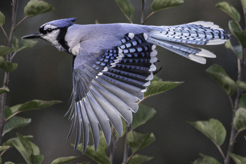 Blue Jay