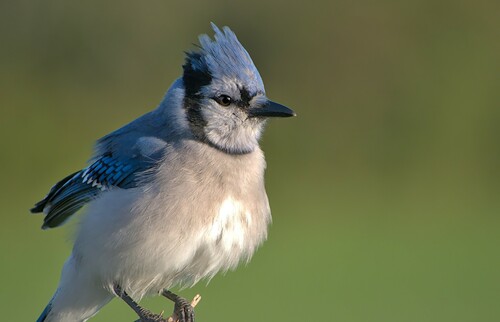 Blue Jay