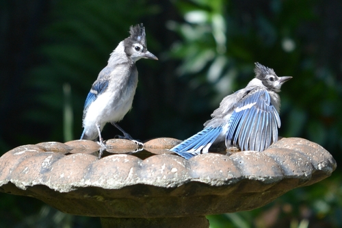 Blue Jay