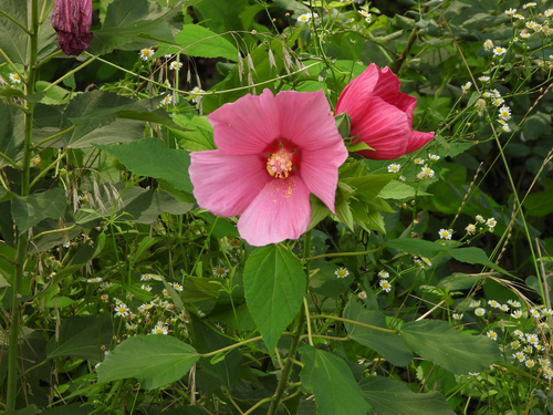 swamp rose mallow
