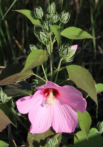 swamp rose mallow