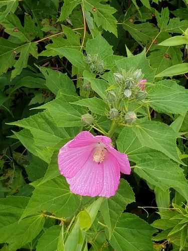swamp rose mallow