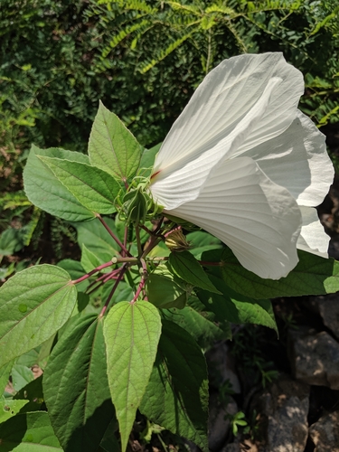 swamp rose mallow