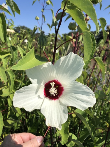 swamp rose mallow