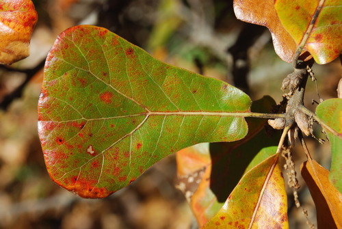 blackjack oak