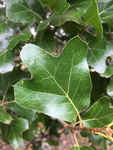 blackjack oak