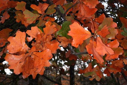 blackjack oak