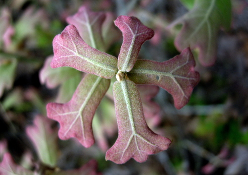 blackjack oak