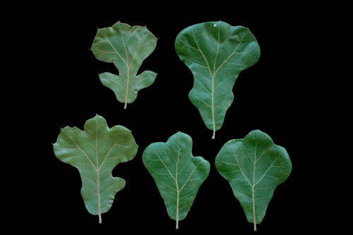 blackjack oak