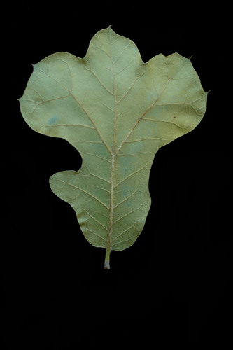 blackjack oak