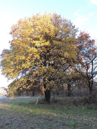 blackjack oak