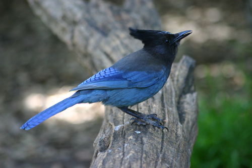 Steller's Jay