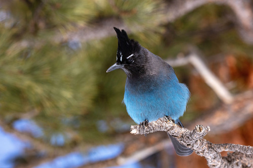 Steller's Jay
