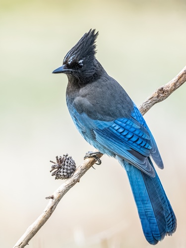 Steller's Jay