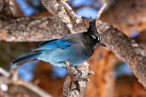 Steller's Jay