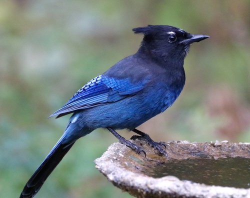Steller's Jay