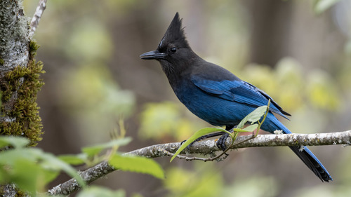 Steller's Jay