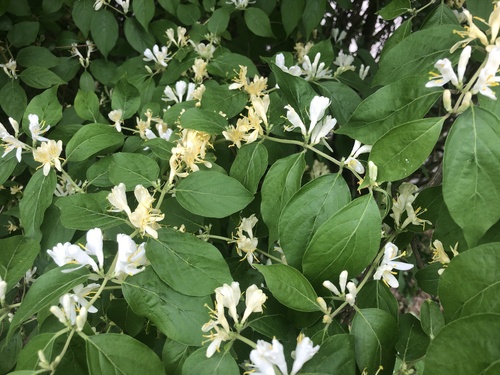 Amur honeysuckle
