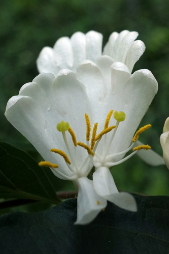 Amur honeysuckle