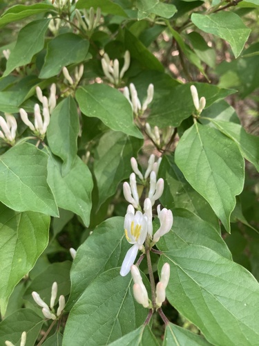 Amur honeysuckle