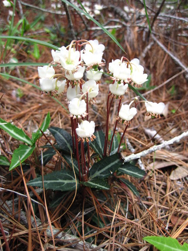 striped wintergreen