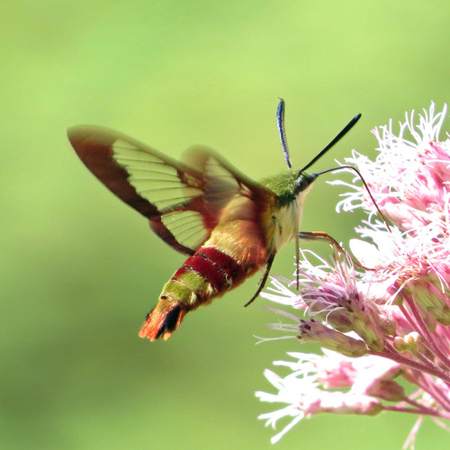 Hummingbird Clearwing