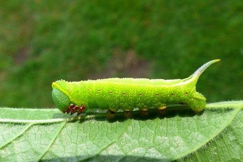 Hummingbird Clearwing