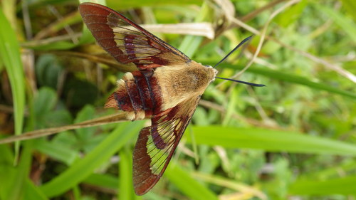 Hummingbird Clearwing