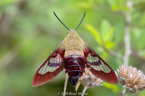 Hummingbird Clearwing