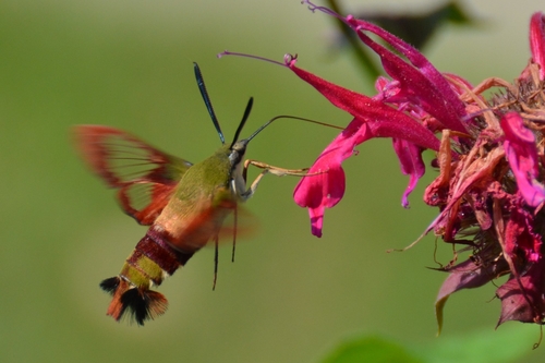 Hummingbird Clearwing
