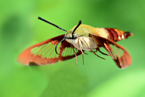 Hummingbird Clearwing