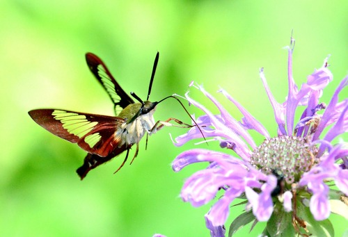 Hummingbird Clearwing