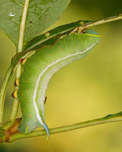 Hummingbird Clearwing