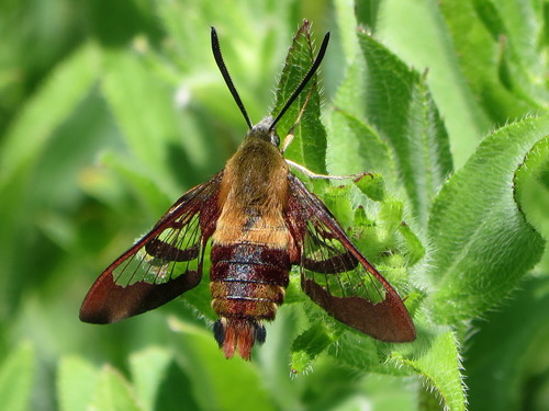 Hummingbird Clearwing