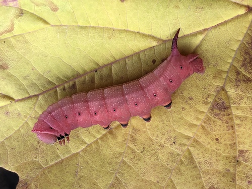 Hummingbird Clearwing
