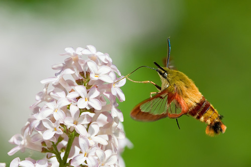 Hummingbird Clearwing